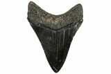 Serrated, Fossil Megalodon Tooth - South Carolina #321811-1